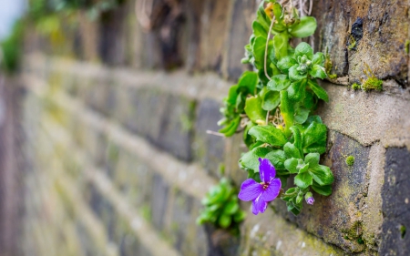 Rising from the wall - wall, pink, plant, green, flower