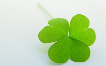 Trefoil - heart, green, macro, leaf, clover, trefoil