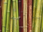 Bamboo