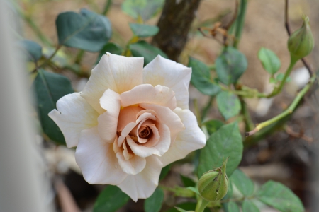 Rose apricot - rose, flower, shellandshilo, garden