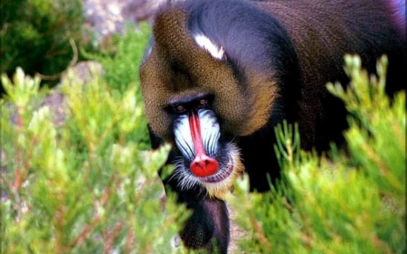 Baboon - baboon, animal, primates, Papio