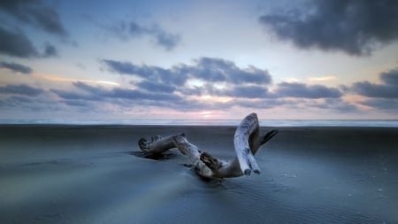 driftwood on a grey beach - driftwood, clouds, beach, sea, grey