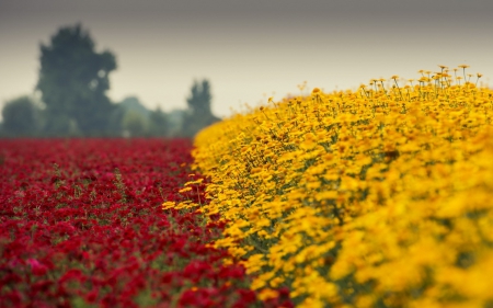 Field - yellow, fields, red flower, flower, red flowers, flowers, yellow flower, nature, red, field