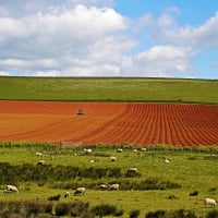 Rural Field and Sheep