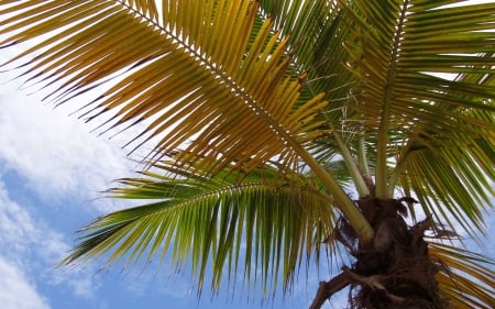 Palm Tree - sky, palm trees, trees, palm tree, palms, tropical, palm, nature, tree