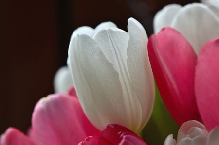 Tulips - flowers, tulips, nature, white and pink