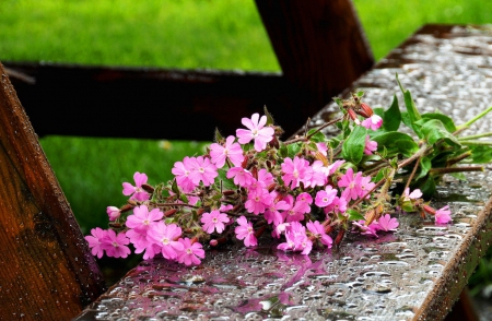 After rain - nature, pink, rain, green, flowers, outdoors, drops, after