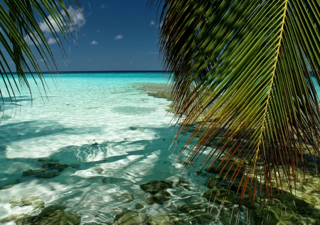 Ocean - ocean, nature, palm, leaves