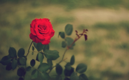 Rose - roses, red rose, red flower, red roses, flower, leaves, red flowers, flowers, red, rose, leave