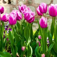 Tulips