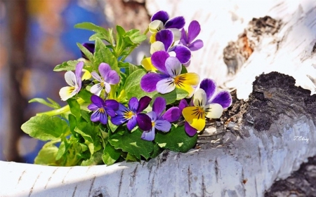 Spring  smile - nature, photography, sun, colors, flowers, garden, spring, pansies