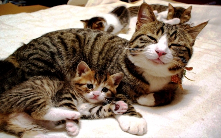 PRIDE & JOY - pets, mother, kittens, love, pride, care