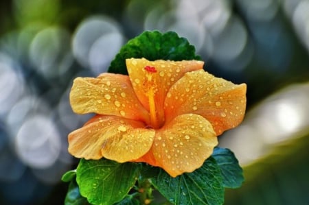 Sun kissed! - yellow flower, nature, beautiful, outdoor, sun kissed