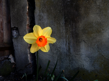 ah what a lonely flower - lonely, yellow, crack, alone, spring, dandelion, flower, orange, dark, black, grey, green, wall