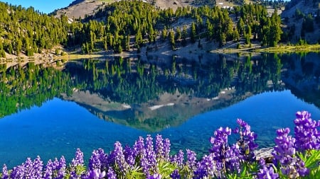 Reflection - lake, forest, reflection, tree, nature