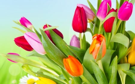 Spring Tulips - popular, tulips, easter, colorful, wallpaper, spring, nature, pink, red, orange, flowers