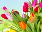 Spring Tulips