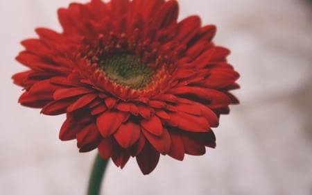 Gerbera - flowers, petal, red, red flower, flower, petals, gerbera