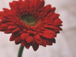 Gerbera