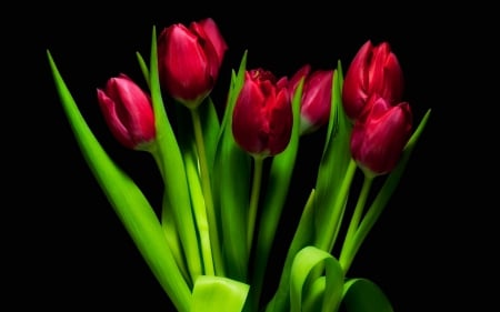 Tulips - nature, red, tulips, tulip, flowers, flower