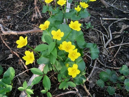 Spring - yellow, green, soil, flowers, spring