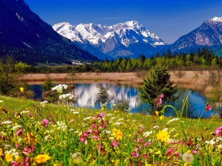 Lovely landscape - pretty, summer, grass, reflection, mountain, flowers, shore, peak, cliffs, lake, paradise, sky, carpet, beautiful, snowy, lovely, freshness, colorful, river, nature, rocks