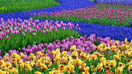 Spring Flowers - hyacinths, springtime, tulips, colors, field