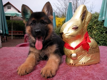 Shepherd's Bunny - pup, resting, Easter, watchdog