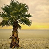 Palm Tree on the Beach