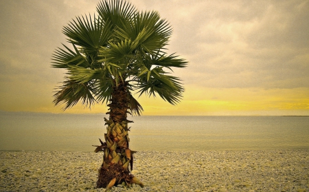 Palm Tree on the Beach - nature, beaches, palm trees, beach, palm tree, palm tree on the beach, sand