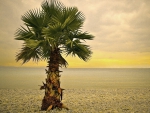 Palm Tree on the Beach