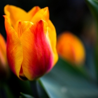 Tulips