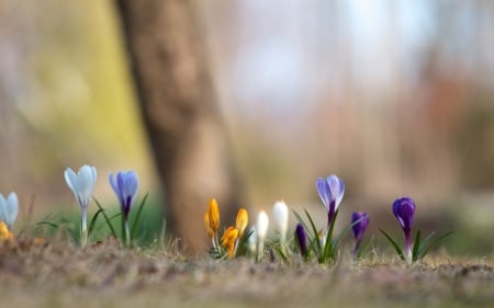 Crocuses - flowers, colorful, nature, crocuses, spring, flower, crocus