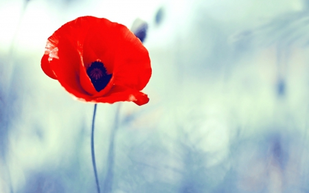 Poppy - nature, red, flowers, photo, poppies, flower, poppy, photos