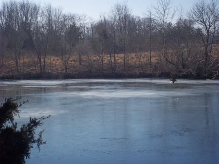 bird - river, water, far, wide