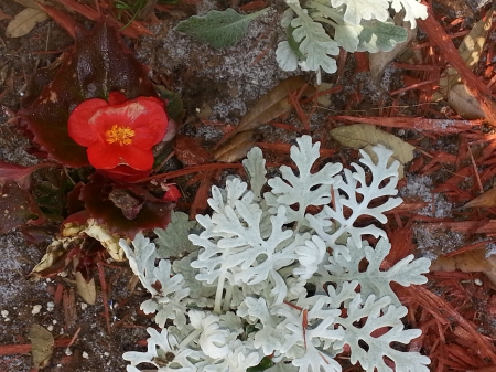 Begonia and Dusty Miller - Natural, Begonia, Dusty Miller, Flowers