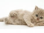 Cute Persian Kitten