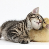 tabby kitten with yellow gosling