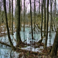 Icy Swamp