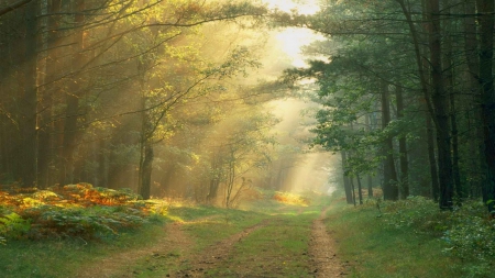 Landscape - path, landscape, nature, tree