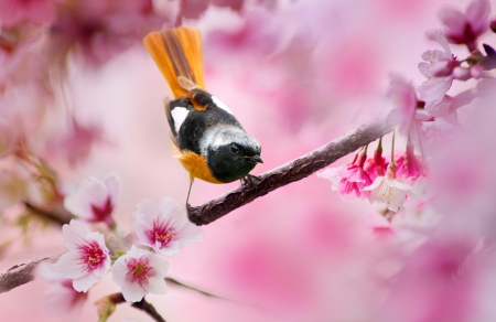 * Bird * - nature, tree, flowers, bird