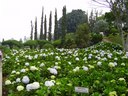 Flowers Garden Selacta Batu East Java - In this place we can swimming Fliying Fox, Batu Malang is region East Java Indonesia, There a lot of tropica flowers in this park, Selecta Park located in Batu Malang