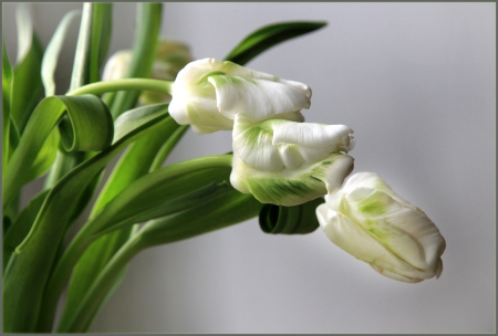 White tulips - style, nice, beauiful, colors, flowers