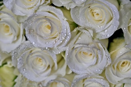 White Roses