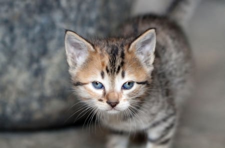 Cat - paws, face, pretty, cute, animals, beautiful, cat, sleeping, kitty, cats, kitten, hat, lovely, cat face