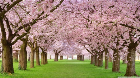 Pink flowers - park, wallpaper, spring, hd, nature, forest, pink, petals, tree, flowers