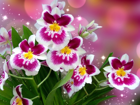 Lovely flowers - nice, background, lovely, spring, pansies, pretty, beautiful, violets, flowers