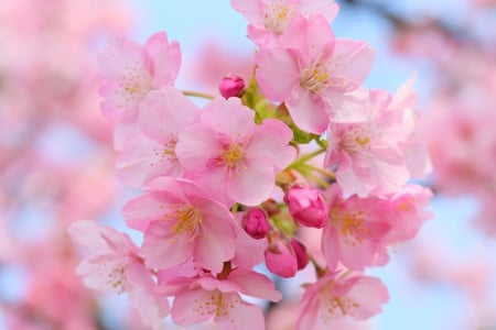 Spring beauty - blossoms, blooming, pretty, pink, beauty, beautiful, spring, fragrance, branches, garden, freshness, scent, flowering, lovely, tree, nature