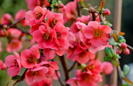 Spring blossoms - pretty, branches, blossoms, beautiful, fragrance, beauty, spring, lovely, freshness, pink, blooming, tree, flowering, nature, scent, garden