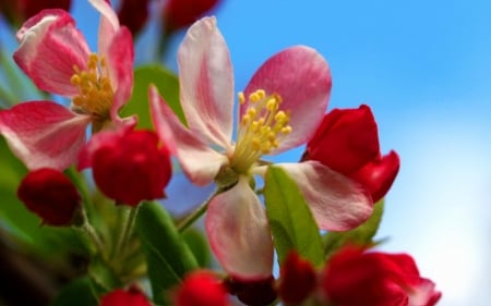 Spring blossoms - branches, blossoms, beautiful, fragrance, spring, freshness, blooming, leaves, tree, flowering, colorful, nature, scent, red, sky